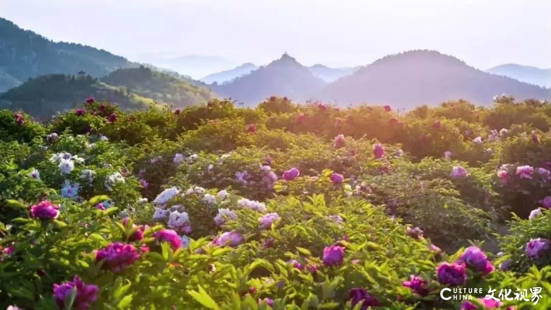 香山国际旅游度假区|2020济南牡丹花海旅游文化节4月30日盛大迎客