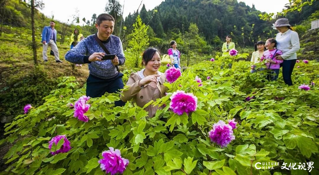 香山国际旅游度假区|2020济南牡丹花海旅游文化节4月30日盛大迎客