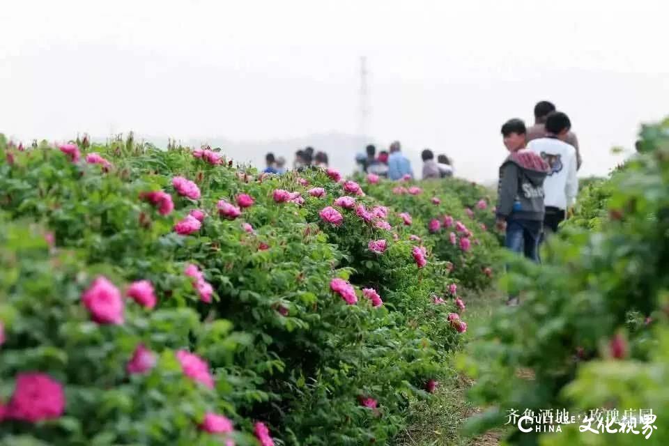 万亩花田、网红桥、卡丁车⋯⋯5月1日，齐鲁酒地玫瑰花文化节N种玩法等你来