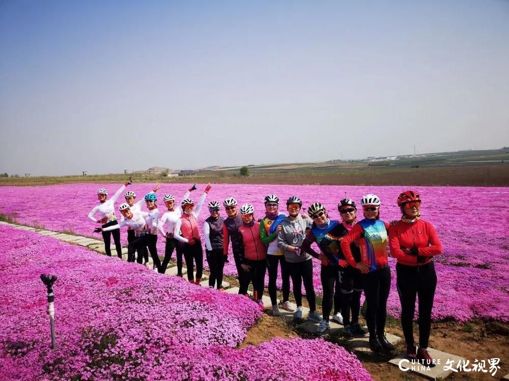 万亩花田、网红桥、卡丁车⋯⋯5月1日，齐鲁酒地玫瑰花文化节N种玩法等你来