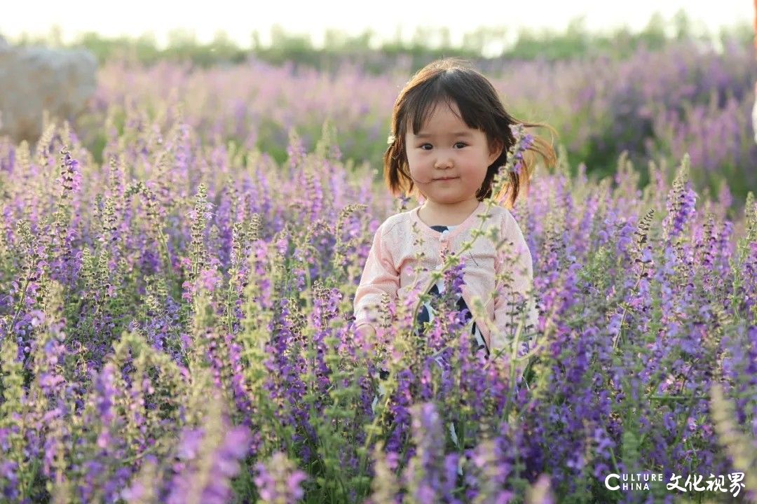 五一假期相约齐鲁酒地,唯美花海 古风美景等你来邂逅