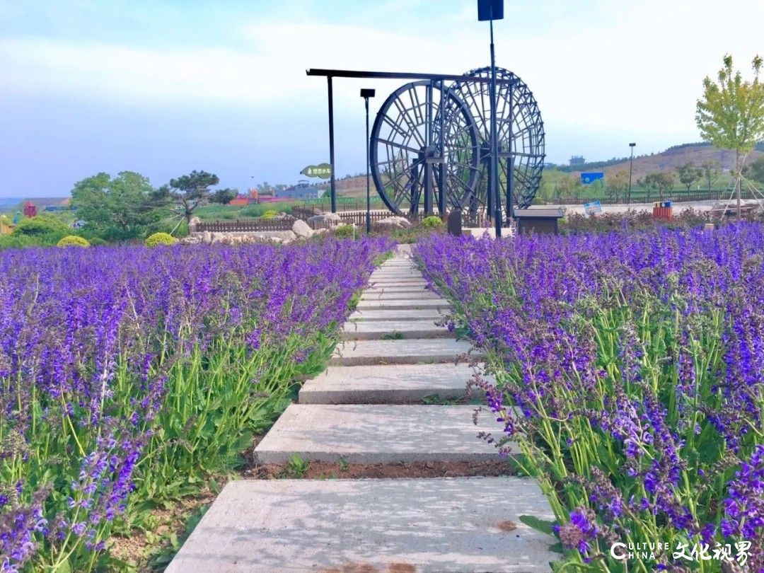 五一假期相约齐鲁酒地,唯美花海 古风美景等你来邂逅