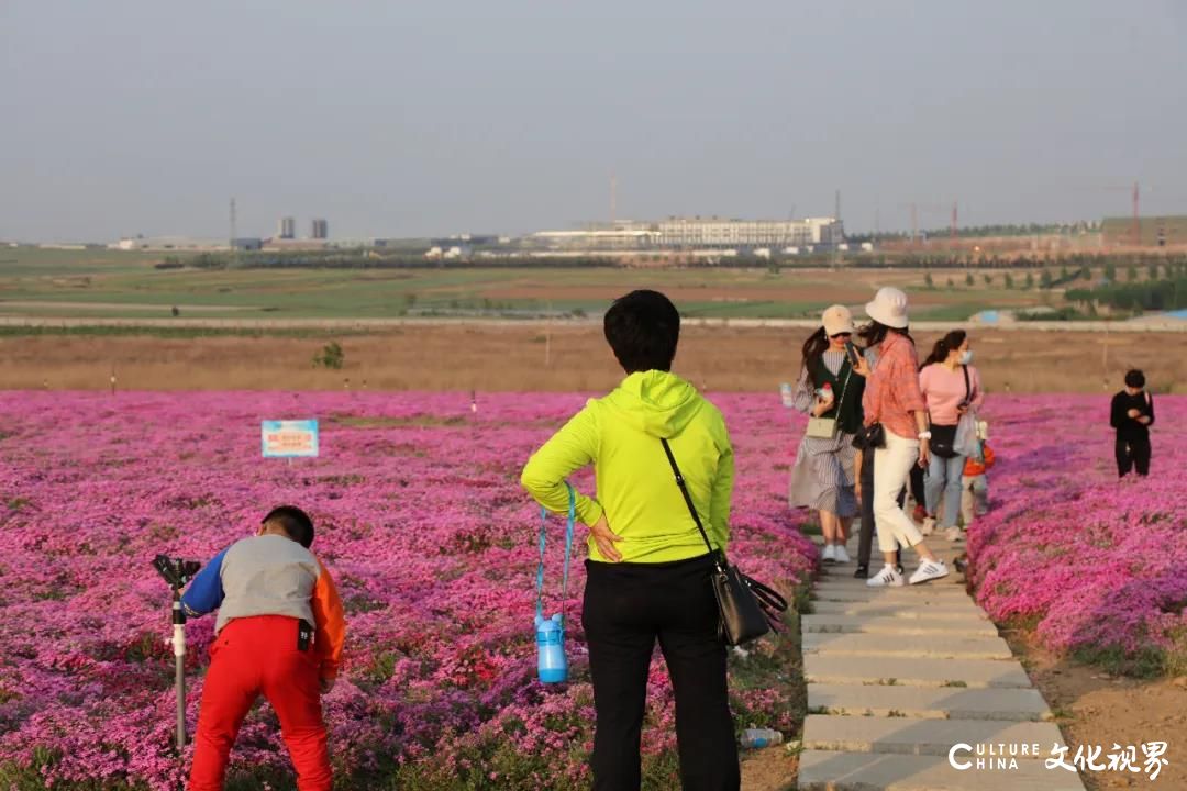 齐鲁酒地|“五一”花开成海，好看  好玩  好景  好放松，随手一拍就是风景