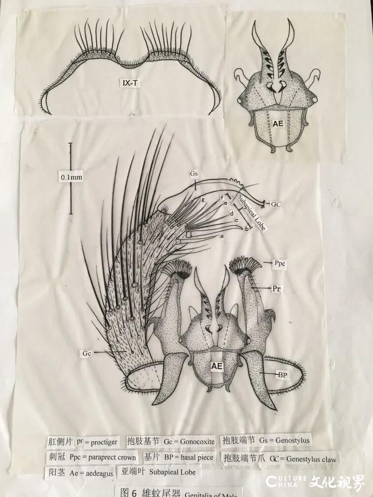 “前浪”精神：八旬老人手绘精美“蚊虫工笔图”30年，当你沉不下心来时学学他
