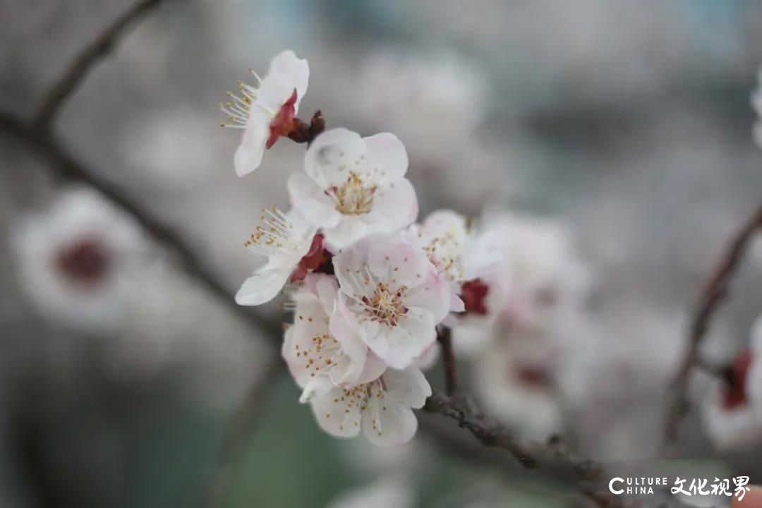 “校花”绽放  “校草”沐阳——山东工程职业技术大学以繁盛的模样静待学子归来