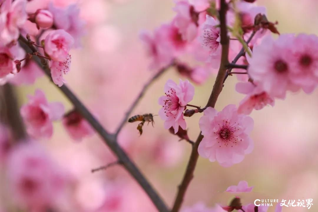 “校花”绽放  “校草”沐阳——山东工程职业技术大学以繁盛的模样静待学子归来