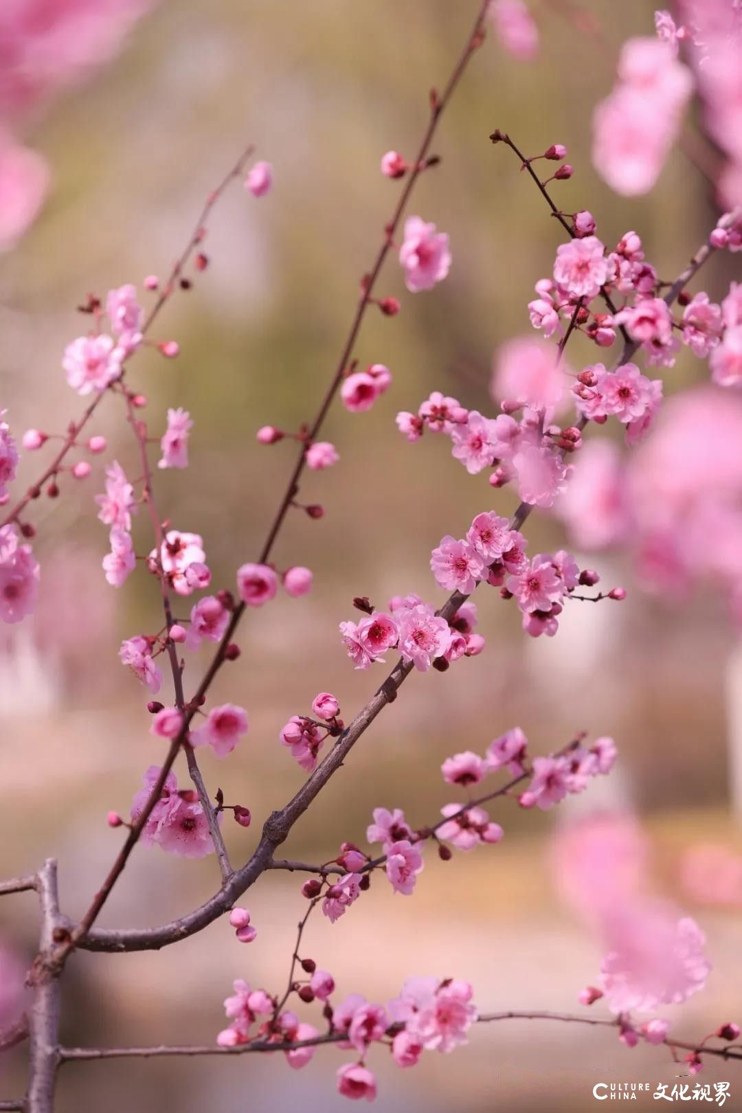 “校花”绽放  “校草”沐阳——山东工程职业技术大学以繁盛的模样静待学子归来