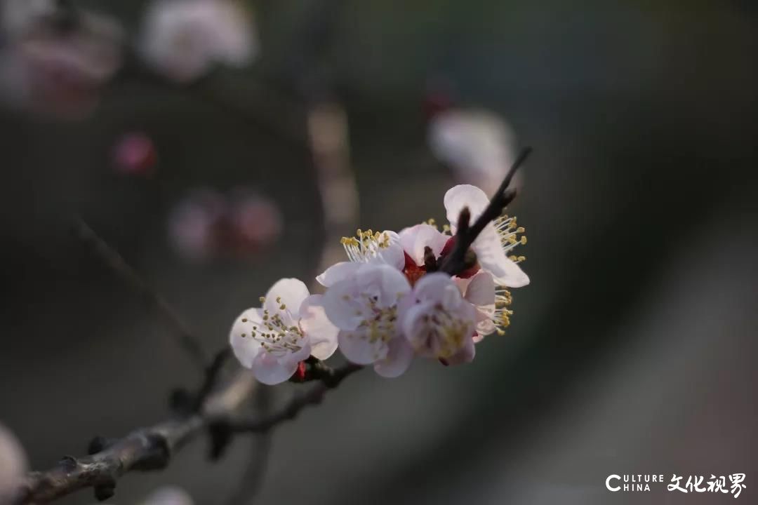 “校花”绽放  “校草”沐阳——山东工程职业技术大学以繁盛的模样静待学子归来