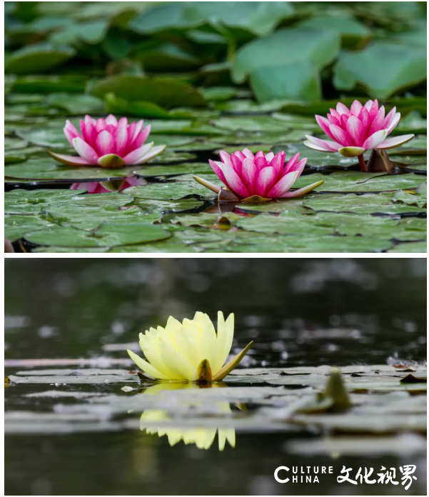 睡莲花色艳丽    花姿楚楚动人——嘉华旅游带你到台儿庄运河湿地  圆初夏的“一莲幽梦”