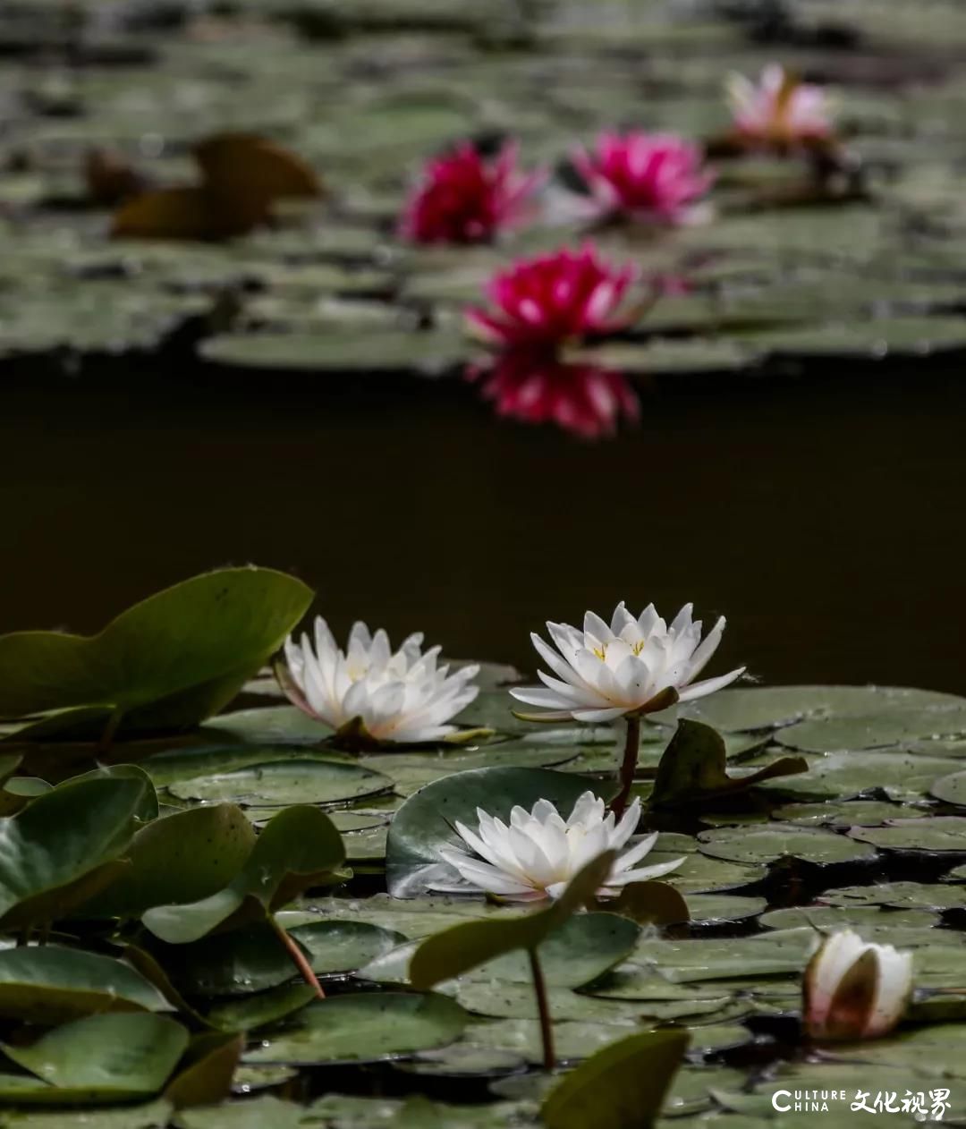 睡莲花色艳丽    花姿楚楚动人——嘉华旅游带你到台儿庄运河湿地  圆初夏的“一莲幽梦”