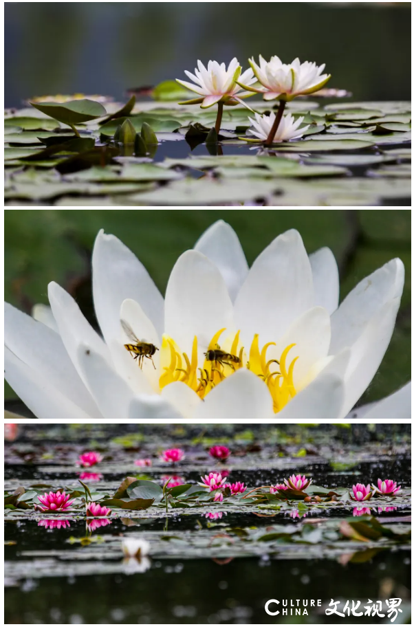 睡莲花色艳丽    花姿楚楚动人——嘉华旅游带你到台儿庄运河湿地  圆初夏的“一莲幽梦”