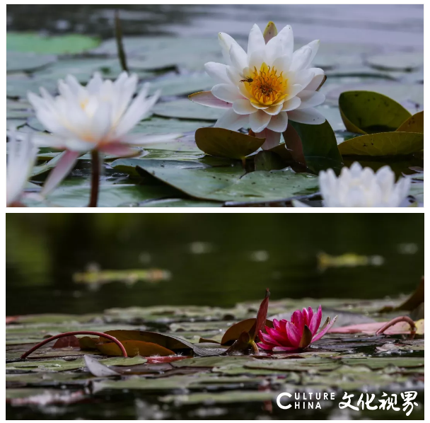 睡莲花色艳丽    花姿楚楚动人——嘉华旅游带你到台儿庄运河湿地  圆初夏的“一莲幽梦”