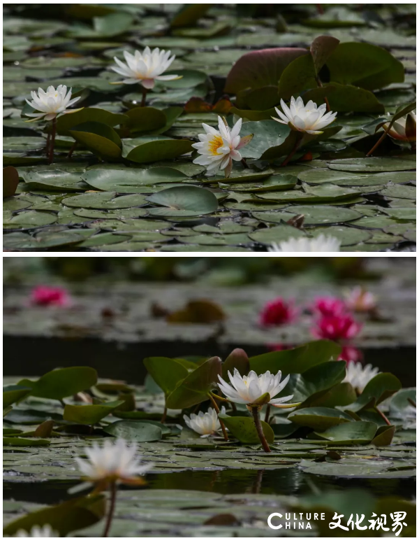 睡莲花色艳丽    花姿楚楚动人——嘉华旅游带你到台儿庄运河湿地  圆初夏的“一莲幽梦”