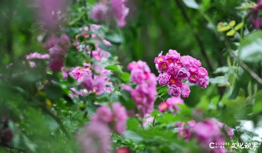 睡莲花色艳丽    花姿楚楚动人——嘉华旅游带你到台儿庄运河湿地  圆初夏的“一莲幽梦”