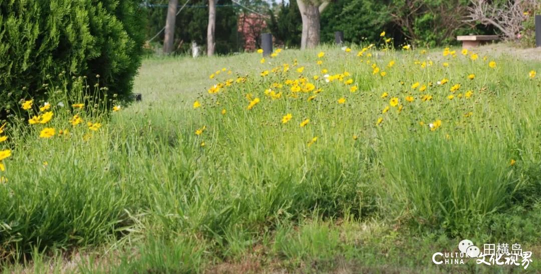 向阳开放  一地金黄  香气馥郁——田横岛风景区被遍地“大花金鸡菊”的黄色点亮