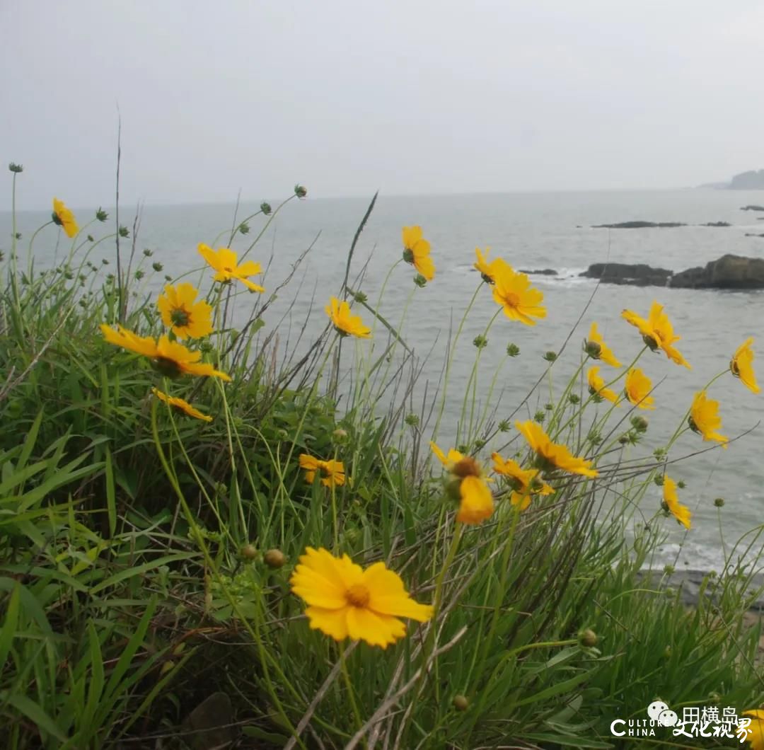 向阳开放  一地金黄  香气馥郁——田横岛风景区被遍地“大花金鸡菊”的黄色点亮