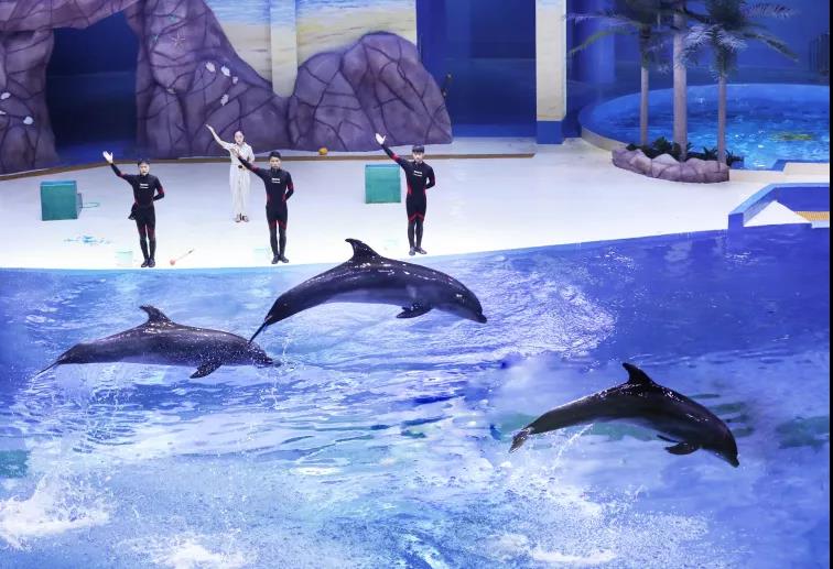 极地探秘  海豚表演  海底隧道……嘉华旅游“自驾游大礼”为您推荐：寿光极地海洋世界