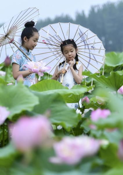 台儿庄运河湿地万亩荷花竞相绽放，这个夏天“荷”你相约盛夏消暑好去处