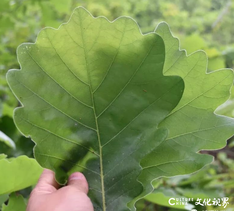 用心传递家的味道——济南阳光家常菜推出特色“粽意”，与你共度端午