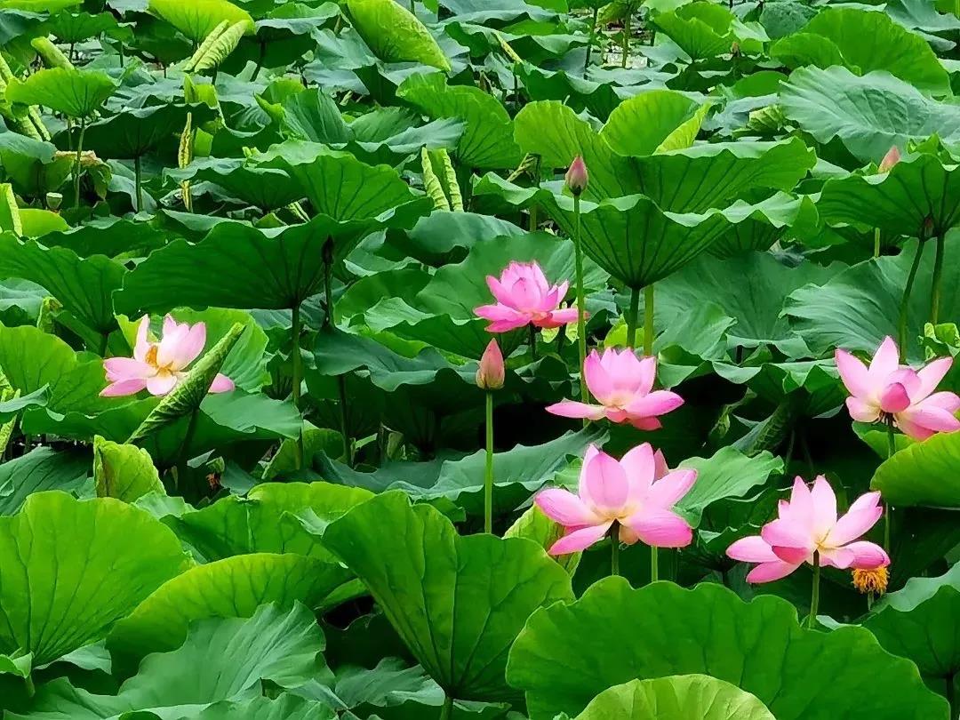 大明湖  九如山  百花洲——雨后的济南如诗如画，披上一层神奇虚幻的面纱