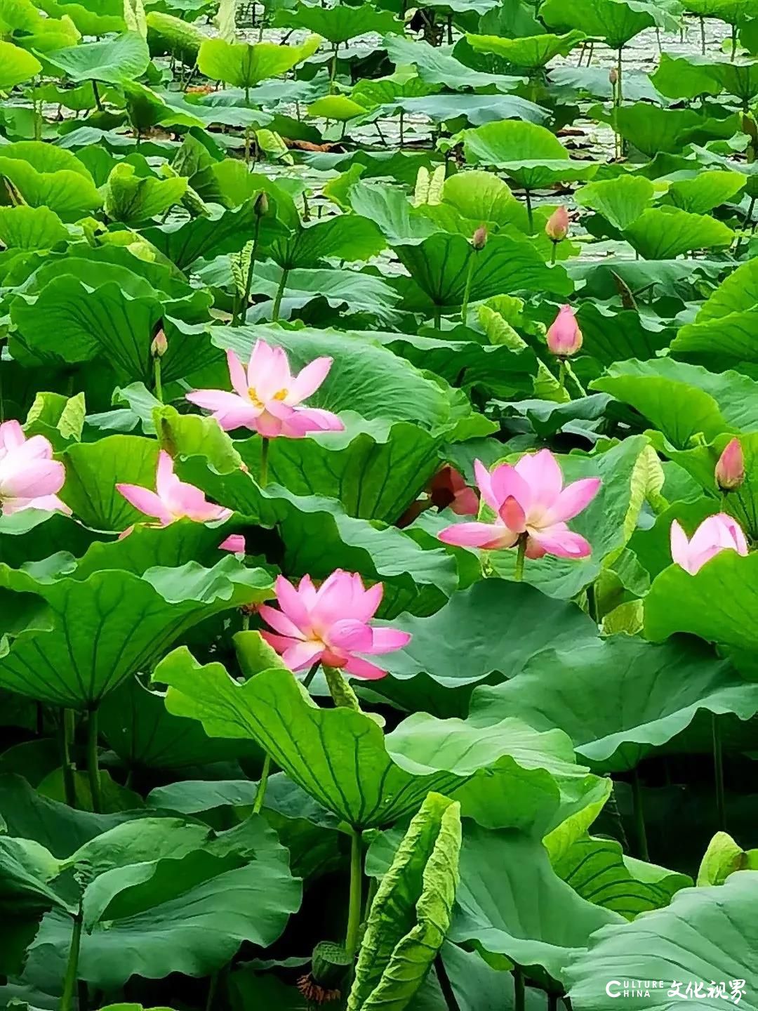 大明湖  九如山  百花洲——雨后的济南如诗如画，披上一层神奇虚幻的面纱