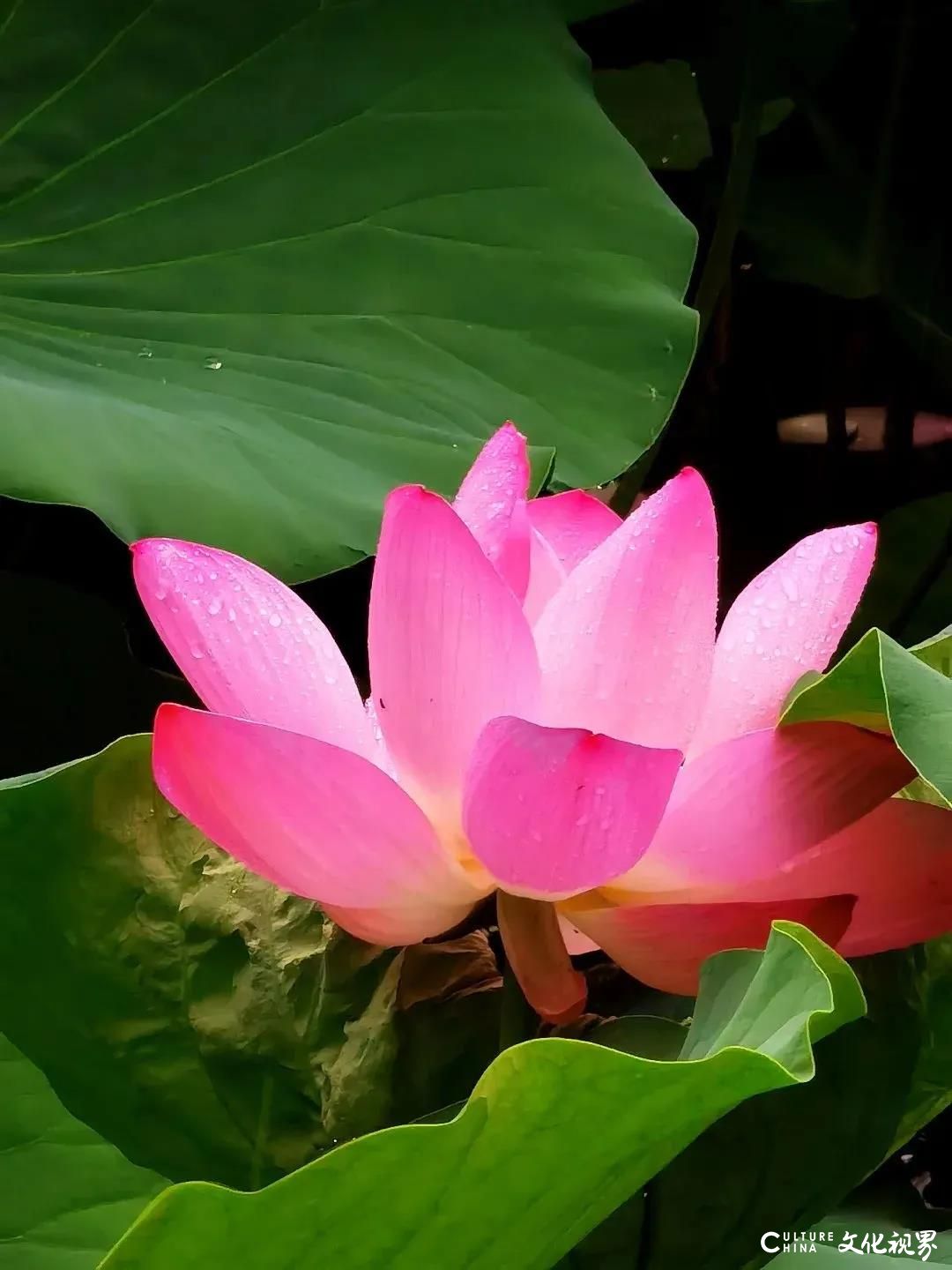 大明湖  九如山  百花洲——雨后的济南如诗如画，披上一层神奇虚幻的面纱