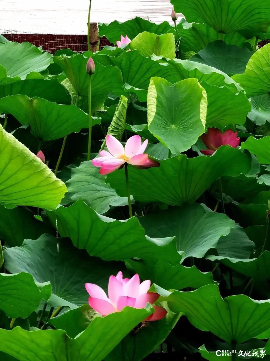 大明湖  九如山  百花洲——雨后的济南如诗如画，披上一层神奇虚幻的面纱