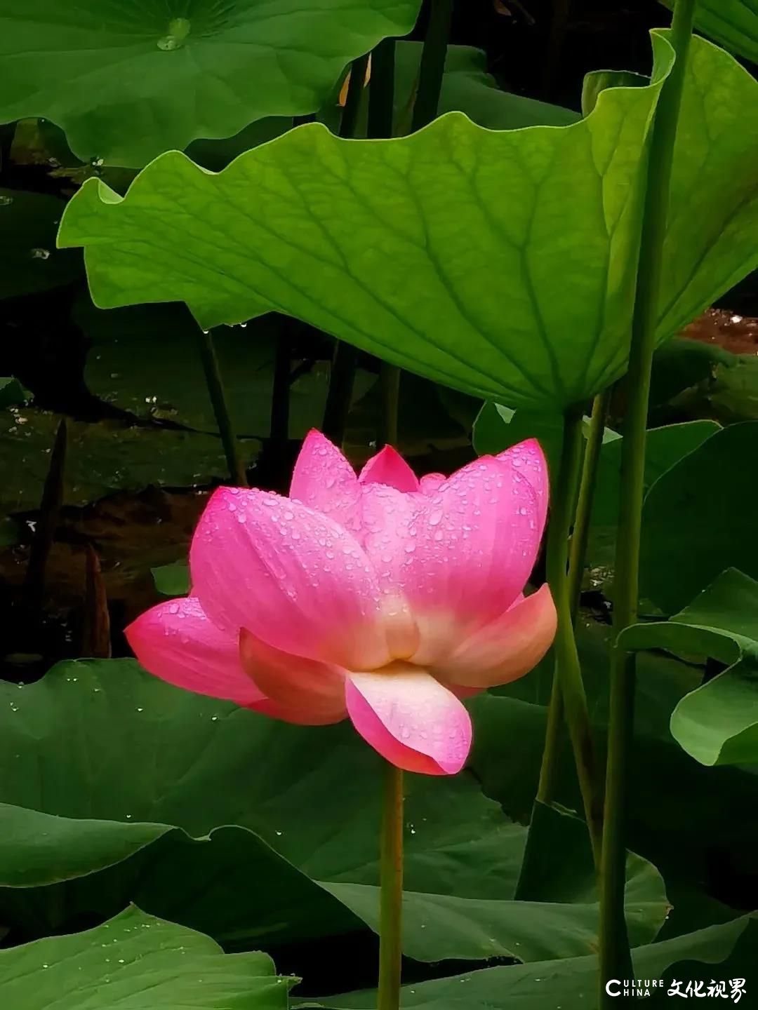 大明湖  九如山  百花洲——雨后的济南如诗如画，披上一层神奇虚幻的面纱