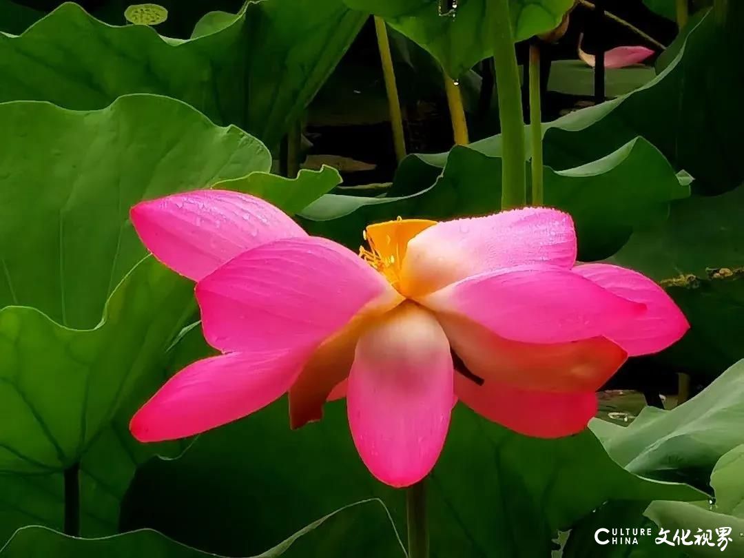 大明湖  九如山  百花洲——雨后的济南如诗如画，披上一层神奇虚幻的面纱