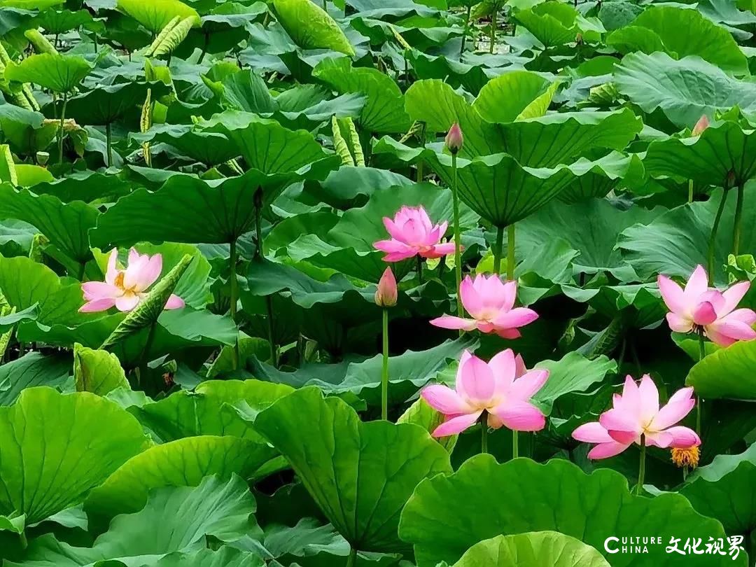 大明湖  九如山  百花洲——雨后的济南如诗如画，披上一层神奇虚幻的面纱