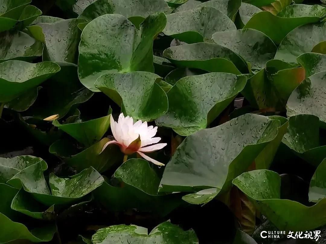 大明湖  九如山  百花洲——雨后的济南如诗如画，披上一层神奇虚幻的面纱