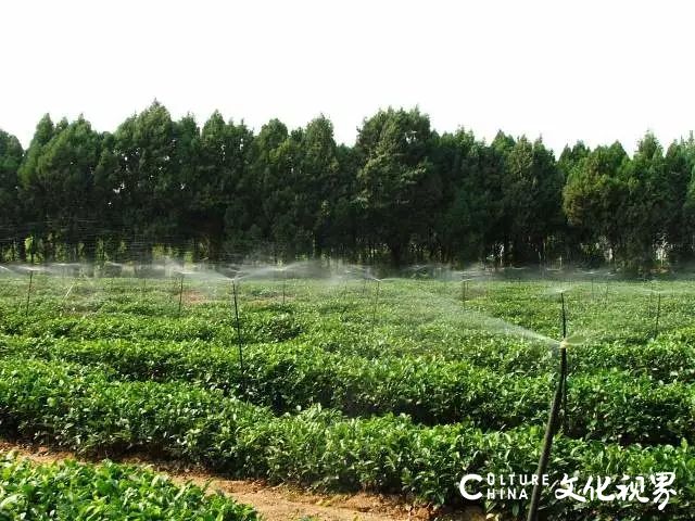 日照莒县浮来山风景区6月25日至26日邀您来品茶，近距离欣赏茶艺表演 感受艺术之美