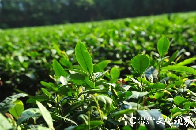 日照莒县浮来山风景区6月25日至26日邀您来品茶，近距离欣赏茶艺表演 感受艺术之美