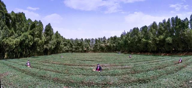 日照莒县浮来山风景区6月25日至26日邀您来品茶，近距离欣赏茶艺表演 感受艺术之美