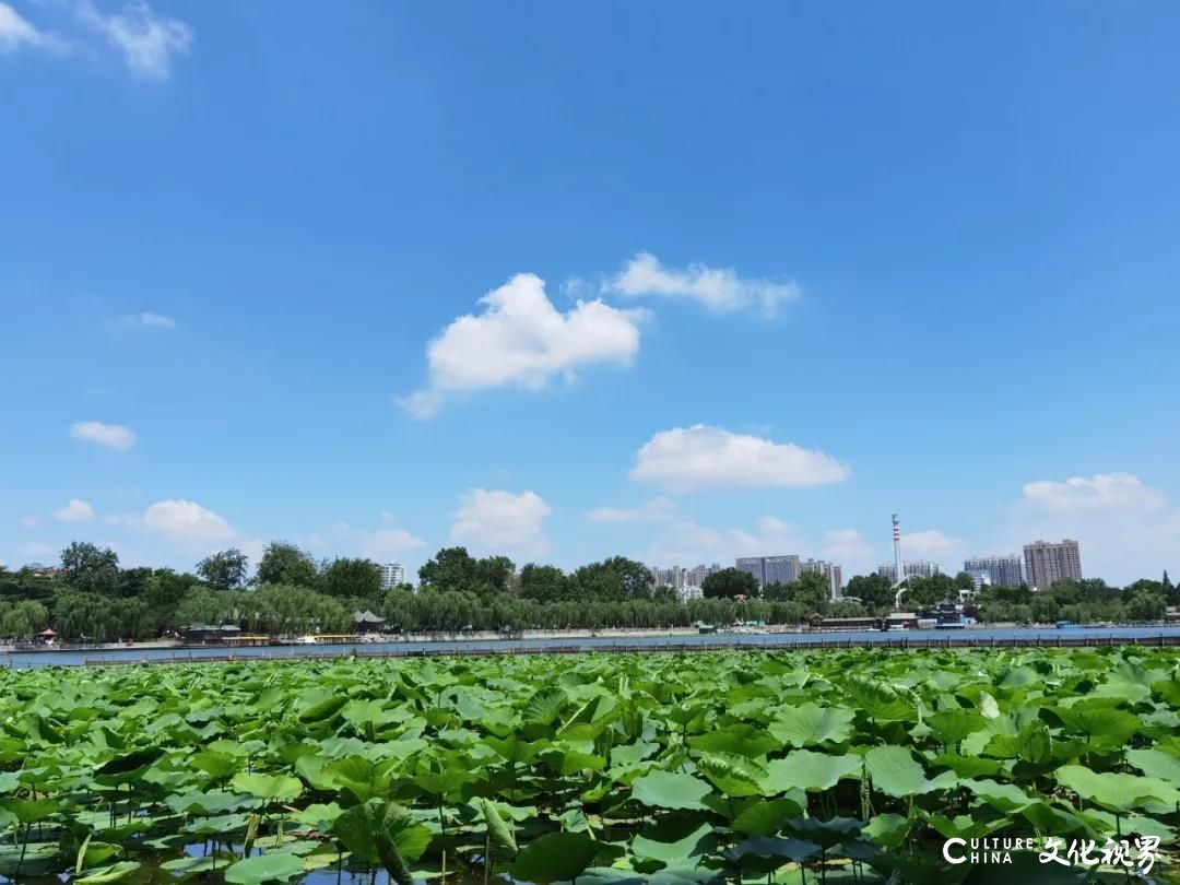 美景线路、美食线路、文化线路……嘉华旅游带你打卡济南特色公交线路