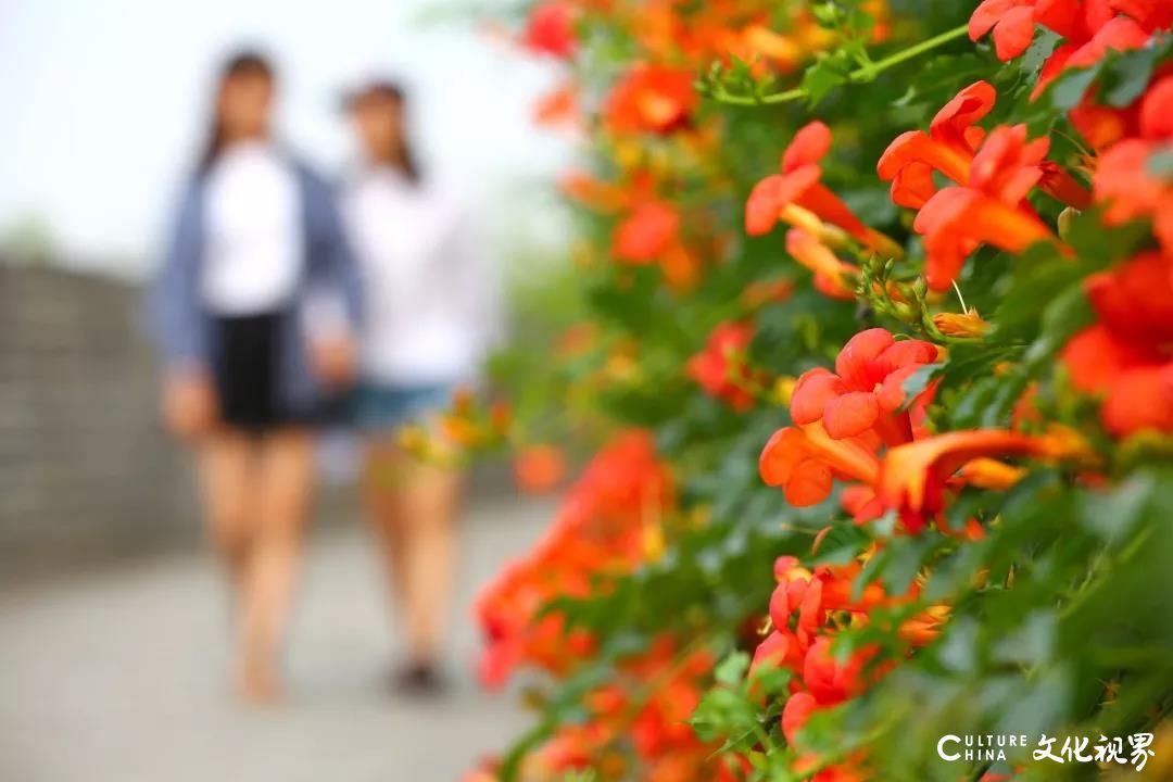 凌霄花盛开的季节，嘉华旅游约您欣赏台儿庄古城