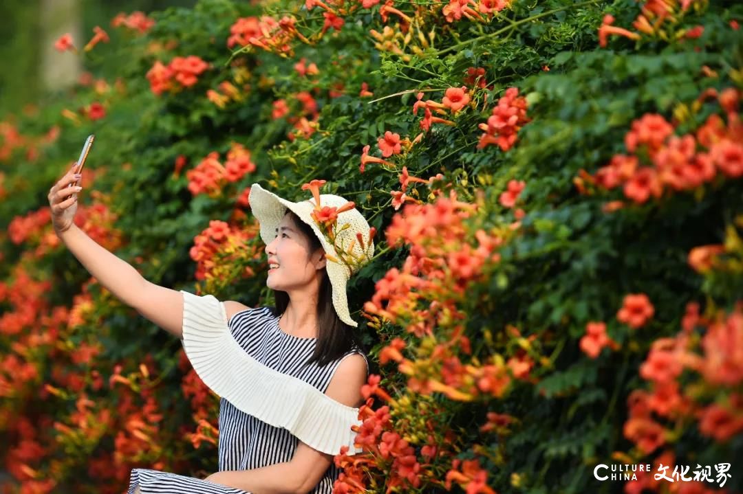 凌霄花盛开的季节，嘉华旅游约您欣赏台儿庄古城