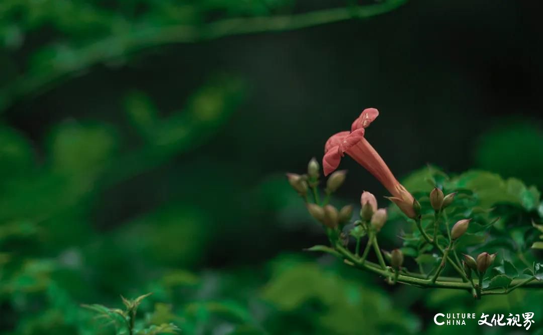 凌霄花盛开的季节，嘉华旅游约您欣赏台儿庄古城