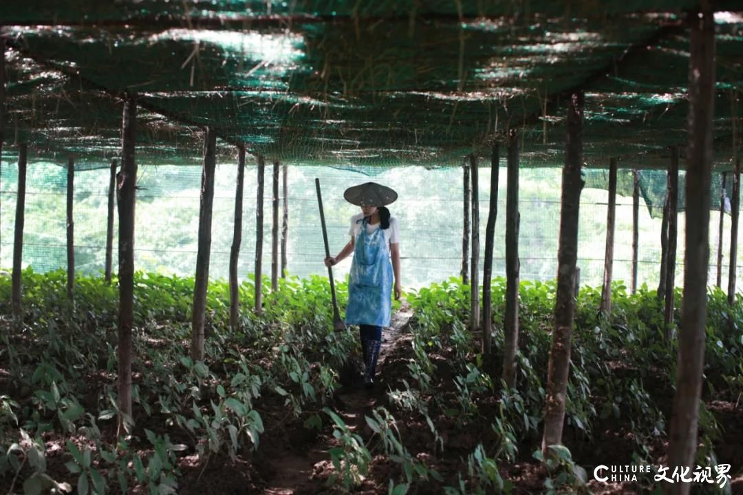 美女硕士林芳璐把白族扎染与家居设计相结合，被低估的绝技在欧洲涨价千倍