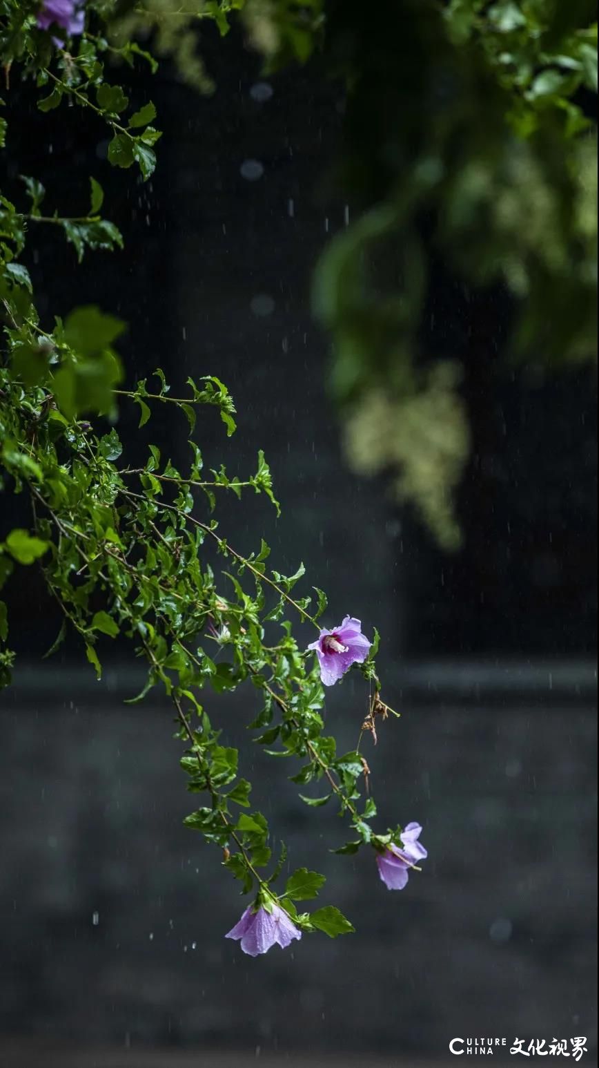 嘉华旅游|台儿庄这座烟雨朦朦的古城，好似一幅神韵流转的水墨画