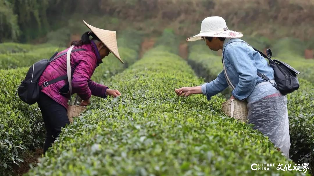 集中度低 标准化低 资本化程度低——茶企数量多而分散，谁能成为茶中茅台、中国立顿？