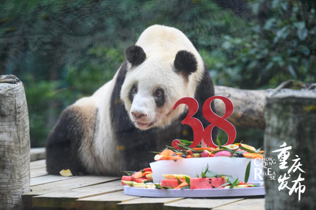 世界上现存年龄最大的圈养大熊猫“新星”迎来38岁生日，相当于人类的140岁