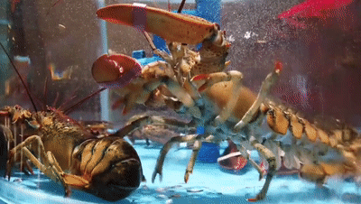 “开海”令发，一大批“虾兵蟹将”即刻登岸——肥硕的海鲜盛宴重返威海刘公岛宾馆，吃货的“开海季”被满屋鲜香款待