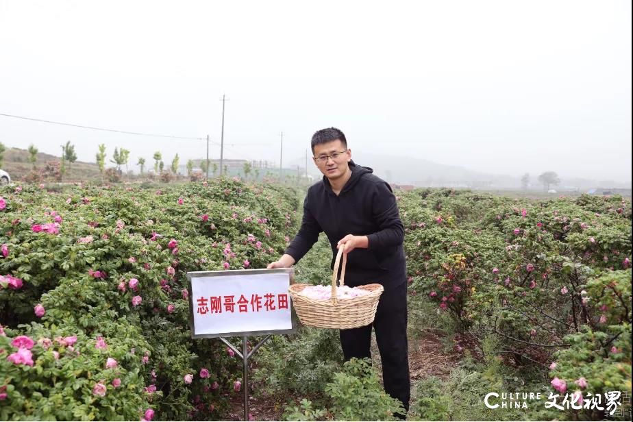 济南平阴种花大户“志刚哥”成功研制出“玫瑰全因子面膜膏”，特别适合不想被“黑”被“痘”的你