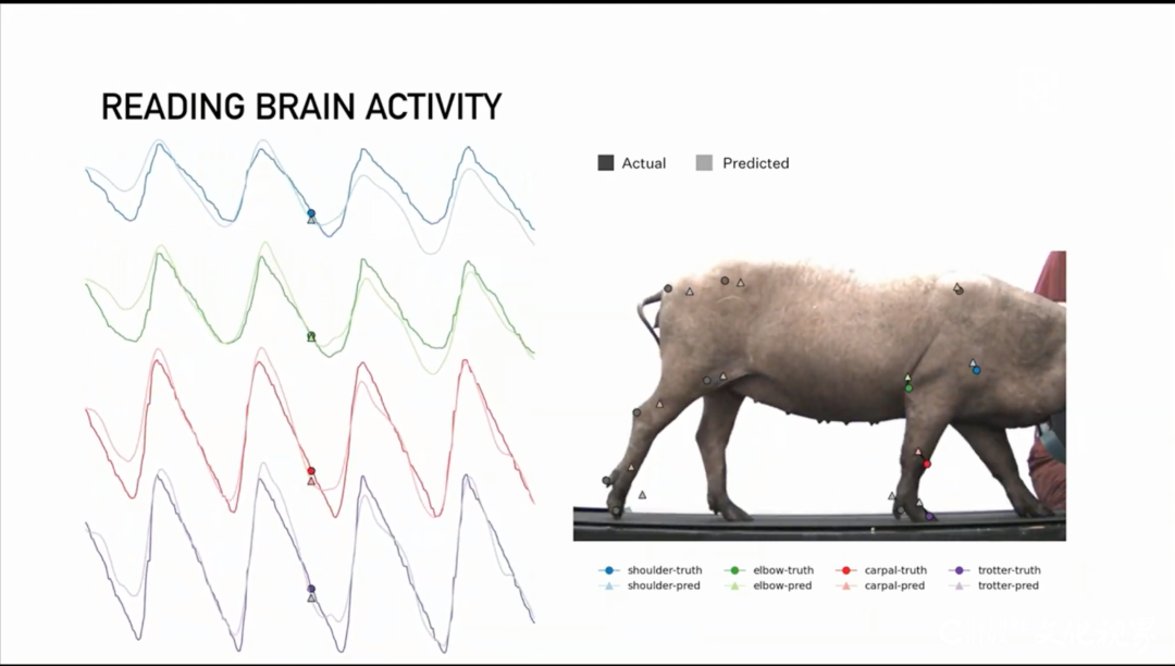 马斯克直播用猪展示脑机接口，试验成功后的未来可以解决许多神经系统问题