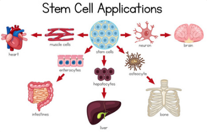 干细胞外泌体研究正经历从“实验”到“临床”的大好机遇
