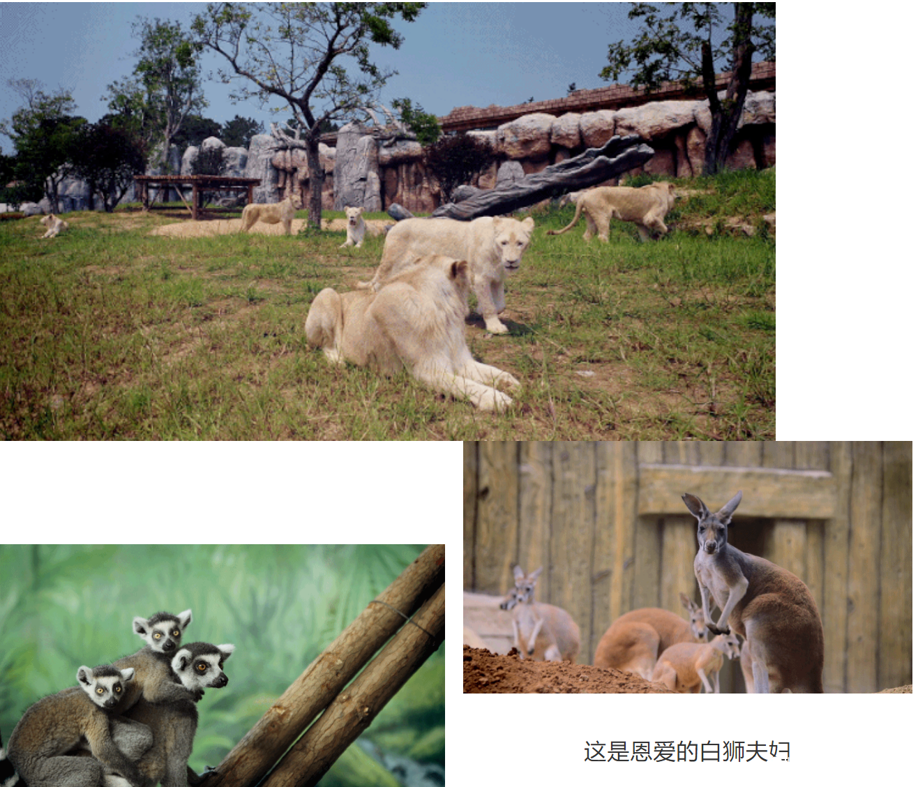 近百种野生动物，多种游览方式，十余种游乐设备——泉城欧乐堡动物王国9月16日开园试营业