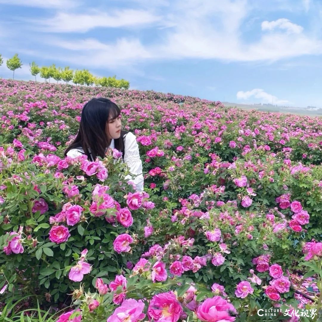 央视主持人助阵齐鲁酒地·美酒不夜城“北极光影狂欢节”开幕演唱会，各种门票免费送