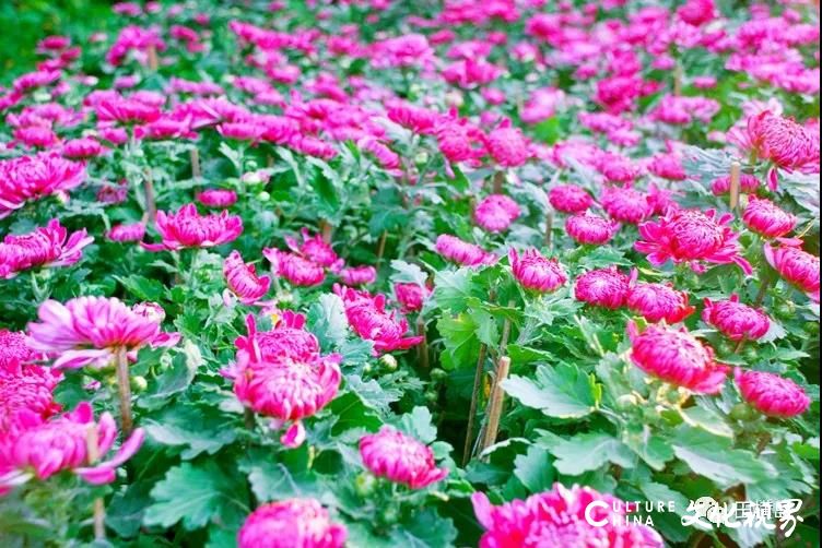 青岛田横岛花卉艺术节：大花朵 香又艳，秋菊只待10月展容颜