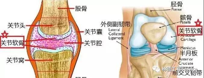 林德工程家用电梯|骨科医生提醒：爬楼爬山是最伤膝盖的运动，40岁后请少爬楼多坐电梯